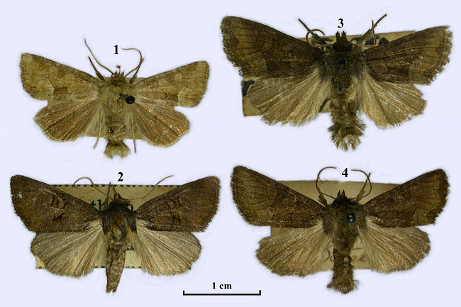 Noctuidae image